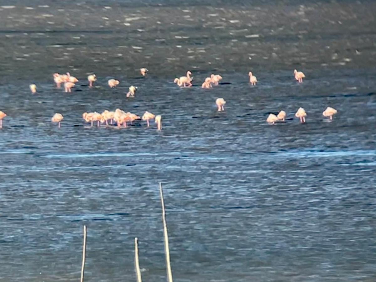 Parenthese Au Bord De L'Etang Appartement Bages  Buitenkant foto